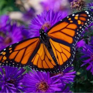 Meet your Posher, Flutterfly